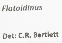 Flatoidinus