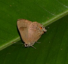 Lamprospilus orcidia