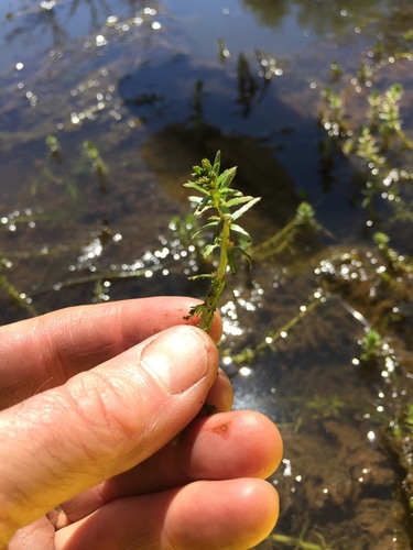 Myriophyllum hippuroides, photograph 6