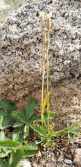 Silene invisa