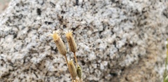 Silene invisa