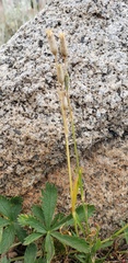 Silene invisa