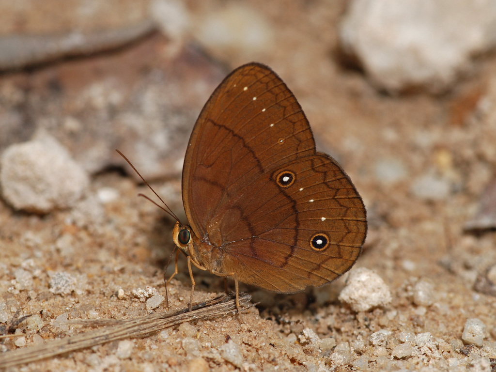 Narrow Striped Faun