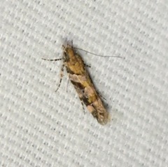 Aristotelia devexella