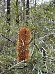 Banksia collina