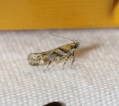 Aristotelia devexella