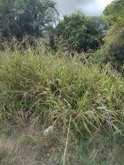 Sorghum × drummondii