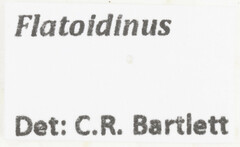 Flatoidinus