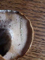 Lactifluus glaucescens