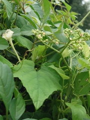 Trichosanthes cucumeroides