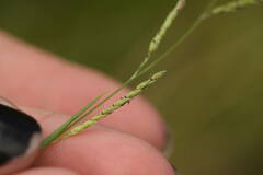 Eriochloa