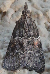 Satole ligniperdalis