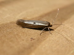 Parahyponomeuta egregiella