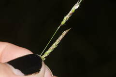 Eriochloa