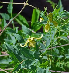 Clematis orientalis