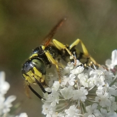 Philanthus ventilabris