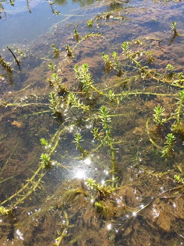 Myriophyllum hippuroides