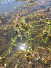 Myriophyllum hippuroides, photograph (c) Lee Cain, some rights reserved (CC BY)