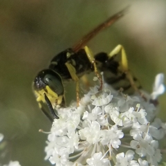 Philanthus ventilabris