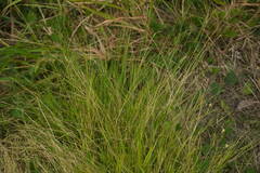 Eriochloa