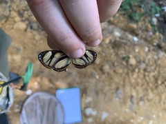 Ithomia salapia