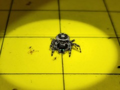 Phidippus audax