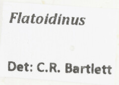 Flatoidinus