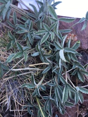 Trifolium gymnocarpon