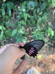 Parides vertumnus