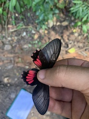 Parides vertumnus
