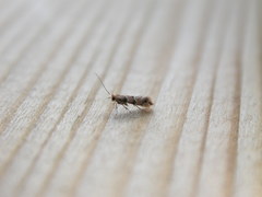Phyllonorycter trifasciella