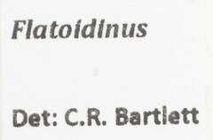Flatoidinus