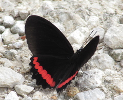 Biblis