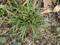 Paspalum fimbriatum