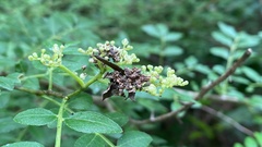 Comibaena procumbaria