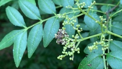 Comibaena procumbaria