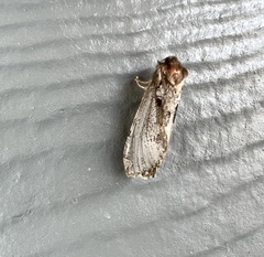 Korscheltellus gracilis