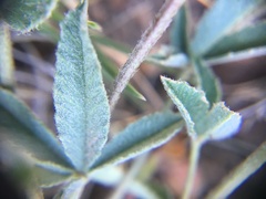 Trifolium gymnocarpon