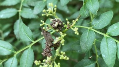 Comibaena procumbaria