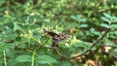 Comibaena procumbaria