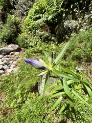 Gentiana dahurica