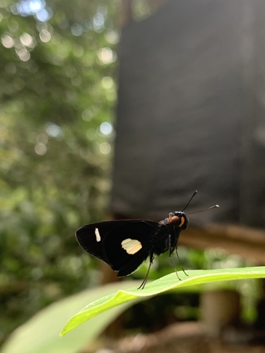 Cobalus calvina