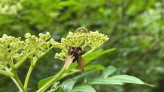 Comibaena procumbaria