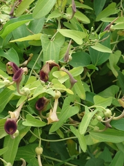 Aristolochia debilis