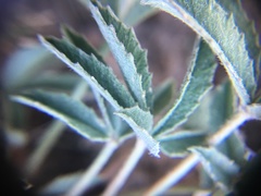 Trifolium gymnocarpon