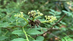 Comibaena procumbaria