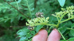 Comibaena procumbaria