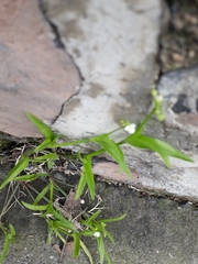 Murdannia nudiflora