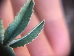 Trifolium gymnocarpon