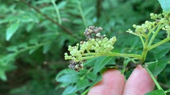 Comibaena procumbaria